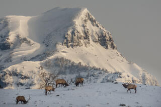 Bull Elk wintering in the high country with snow.