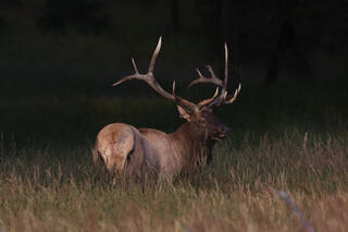 Elk Photo Print, Bull Elk