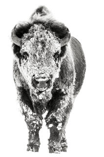 Winter frozenYellowstone Bison Photography Print