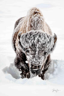 Yellowstone Bison in Winter Photos | Buffalo with Frost & Snow Photography