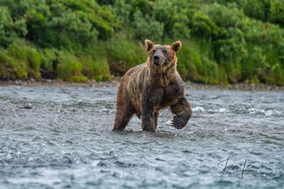 Grizzly bear interrupted while fishing for salmon in Katmai National Park, Alaska 