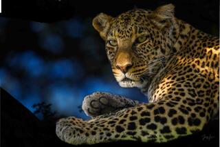 Leopard in the Shadows