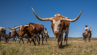 Howdy | Longhorn coming to get his picture taken! 