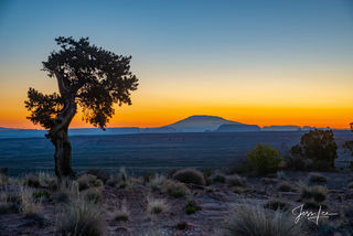 Native tree bowing to the Navajo Mountain in Arizona in a Beautiful Arizona Photo