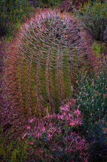 An Organ Pipe Cactus N.M. photo fine art print of beautiful Photography and Pictures in large format museum-quality Acrylic or metal wall art