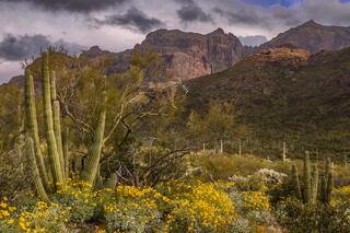 An Organ Pipe Cactus N.M. photo fine art print of beautiful Photography and Pictures in large format museum-quality Acrylic or metal wall art