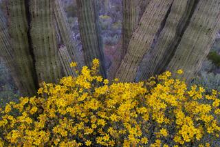 An Organ Pipe Cactus N.M. photo fine art print of beautiful Photography and Pictures in large format museum-quality Acrylic or metal wall art