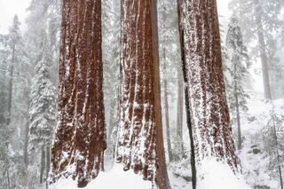 Sequoia's Big Three