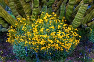 Organ Pipe Cactus growing abundantly in the Arizona desert  Desert Photo  Print