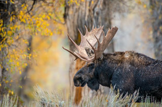 Moose Photos,  Beautiful Moose Photography, Fine Art Pictures