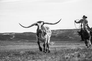 Texas Photography - Hill Country, Longhorns, and Cowboy Prints