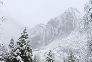 Winter Trees and the Falls