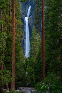 Yosemite Falls, trees, California, photo, print,