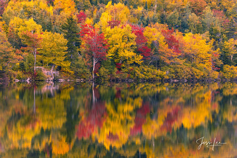New England Autumn Tree Reflection