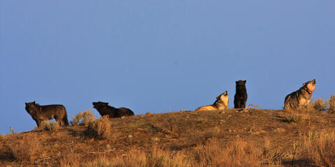 5 Wolves Howling - Yellowstone wolves