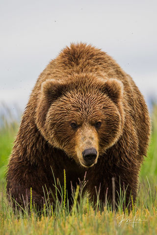 Grizzly Bear about to charge