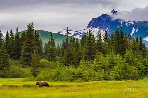 Picture of a Grizzly Bear, Limited Edition Fine Art Photography Print From Jess Lee"s Bear Photo Gallery