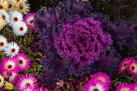 Pop of Purple Flowers