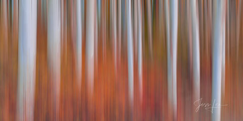 Heat | Aspen Tree Blur