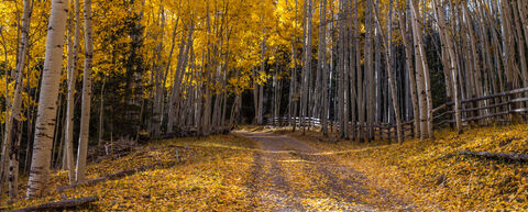 Colorado Fall Color Photography Print Autumn fall road lined with trees