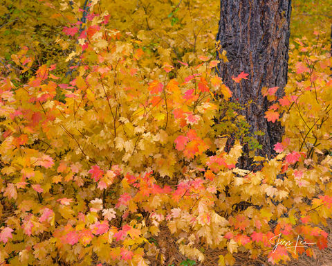 Autumn Leaves