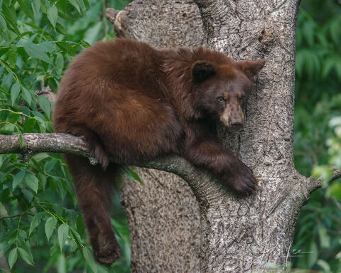 A Little Grumpy Black Bear 