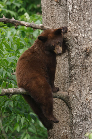 Black Bear Photo in tree 