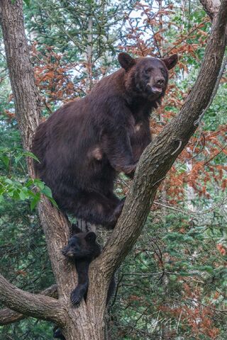 Black Bear and cub Photo ltd. 100