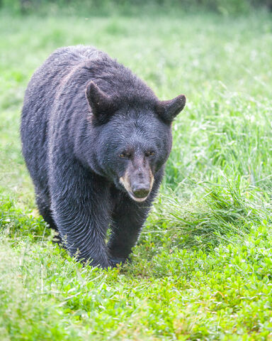 Black Bear in the grass
