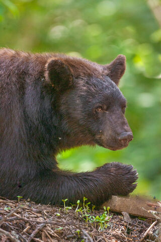 Black Bear Picture #7-1