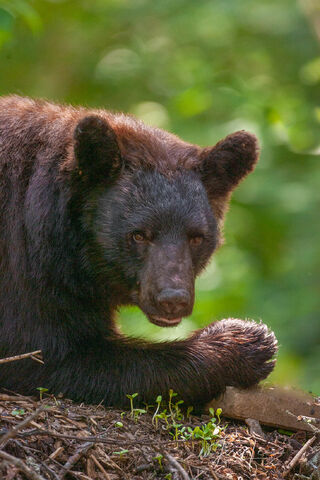 Black Bear lunch