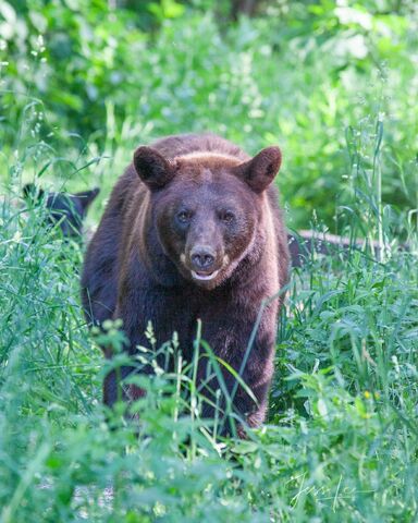 Brown Black Bear Photo  
