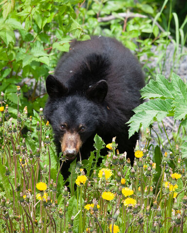 Black Bear in flowers Picture
