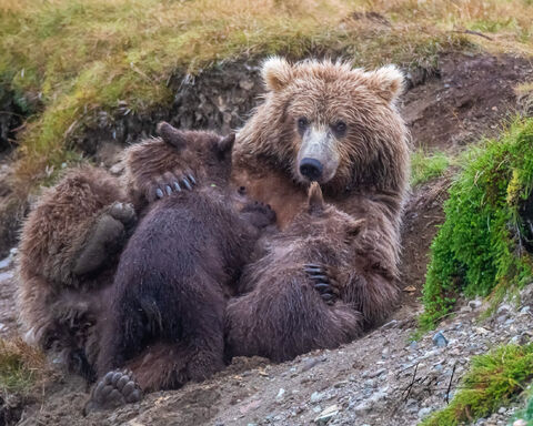 Mother Bear and Cubs 118