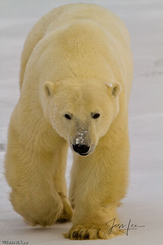 Polar Bear Charge