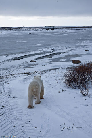 Polar Bear Prowl 