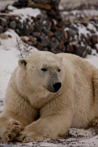 Polar Bear chilling