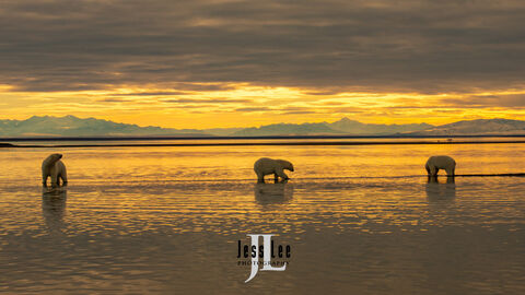 Three Polar Bears