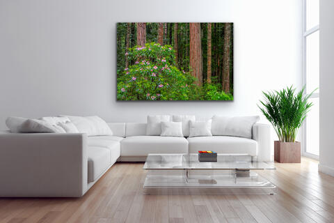 RedWood Spring