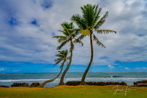 palm trees bending with the breeze