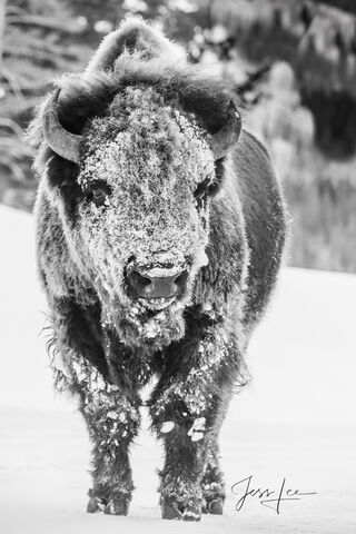 Frozen Buffalo -42
