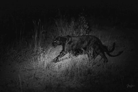 Silent as the night - Black Leopard