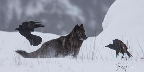 Yellowstone Wolf and Ravens
