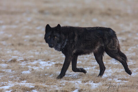 Yellowstone Wolf Searching