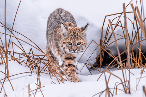Bobcat Hunting the Riverbank — Yellowstone Fine Art Print