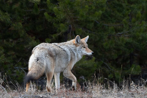 Watchful