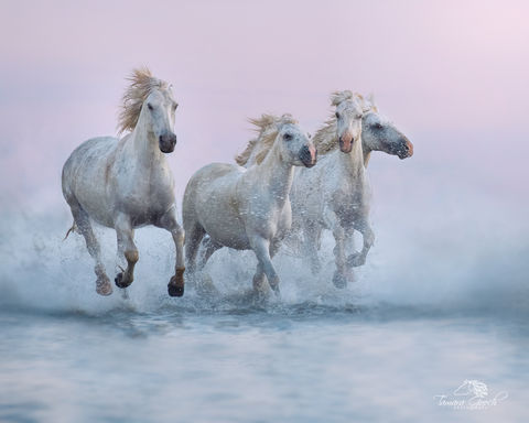 Camargue White Horses Photo FPW_9026