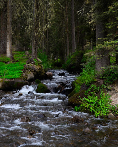 Out of the Forest