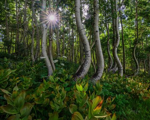 Colorado,photography, of twisted trees, photo,