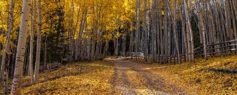 Golden Road